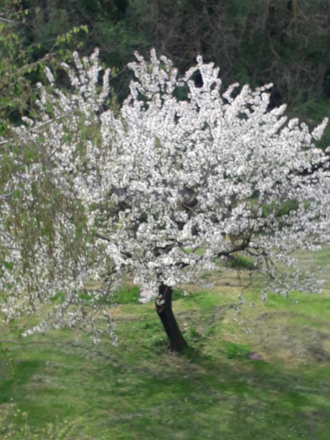 Torreglia Il Borgo Dei Molini B&B 외부 사진