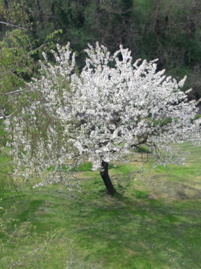 Torreglia Il Borgo Dei Molini B&B 외부 사진